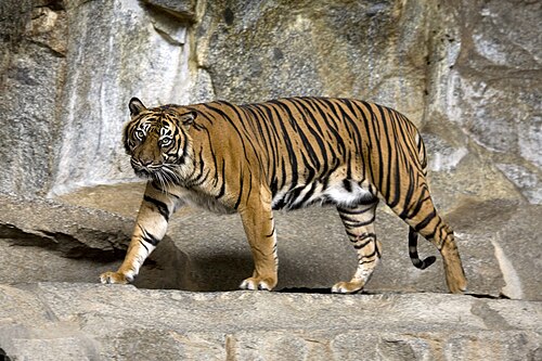 Sumatran tiger